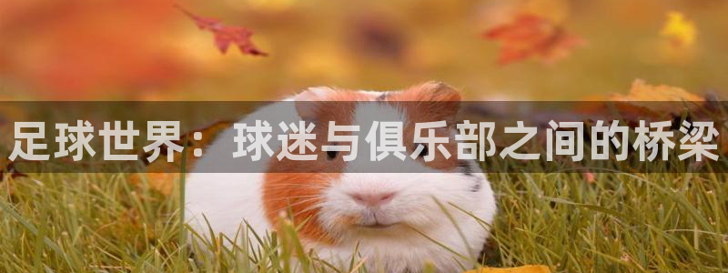 足球世界：球迷与俱乐部之间的桥梁