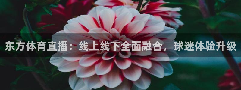 东方体育直播：线上线下全面融合，球迷体验升级