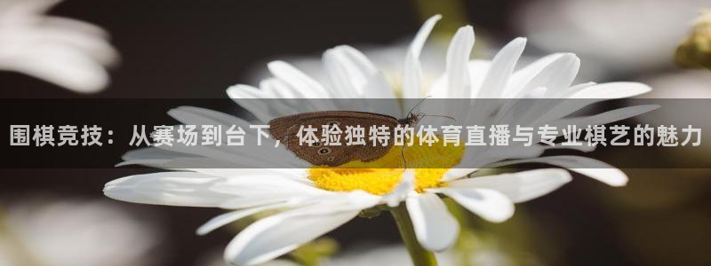 围棋竞技：从赛场到台下，体验独特的体育直播与专业棋艺的魅力